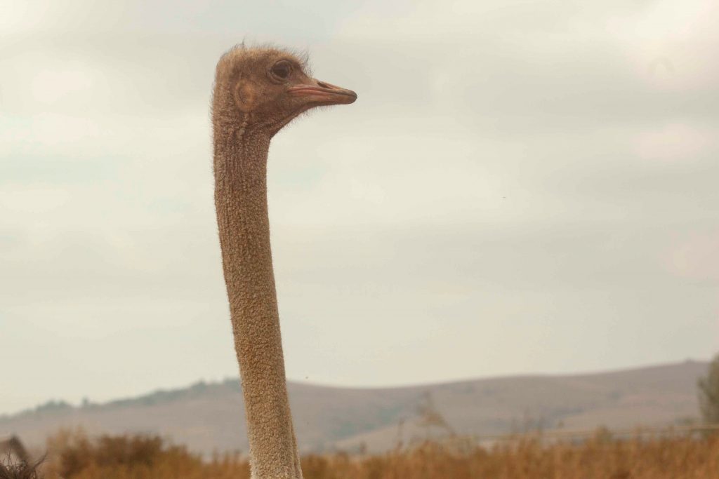 Pourquoi vous devriez porter des bas de contention au quotidien 1 jesse stevenson 39332 unsplash 1024x683 1 libellasocks.com